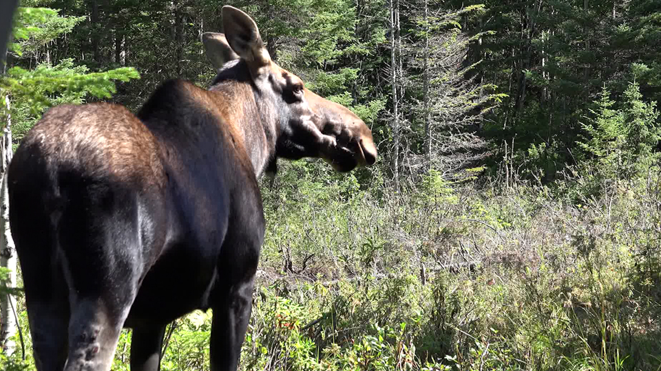 Chasse à l’orignal dans la zone 27