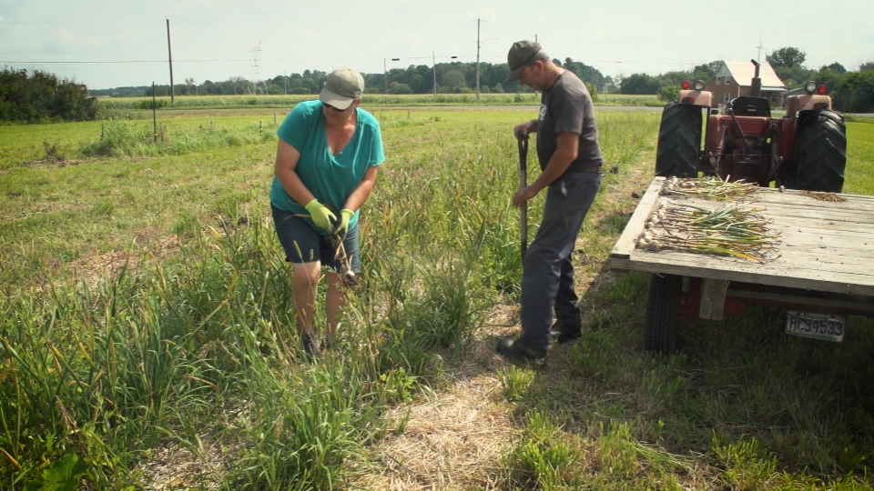 Les producteurs d'ail